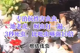 专治抗性害虫虫，地老虎、蚜虫打一遍，3秒死虫，比吡虫啉强10倍