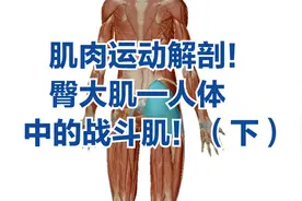 肌肉运动解剖！臀大肌——人体中的战斗肌！（下）视频封面