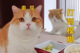 橘猫儿子打哭猫爸爸，八百：这端午节过的太委屈了#激萌奖金计划#视频封面