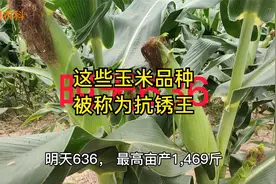 这几十个玉米新品种，被称为抗锈王，最高亩产3023斤视频封面
