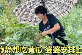 静静找借口说宝宝想吃黄瓜了，婆婆下雨天摘黄瓜，静静二胎幸福了视频封面