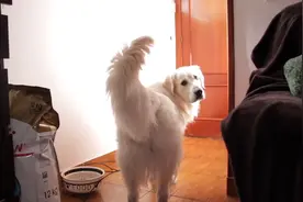 金毛犬定力挑战，食物放入碗中假装离开，狗会不会偷吃？视频封面