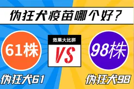 猪伪狂犬疫苗哪种好？伪狂犬毒株大比拼，教你正确选择猪疫苗视频封面