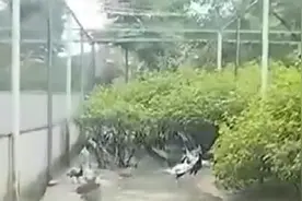 白鹇是一种药食同源食材，不仅营养价值高，还具有明显的保健功效