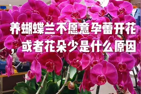 养蝴蝶兰不愿意孕蕾开花，或者花朵少是什么原因视频封面