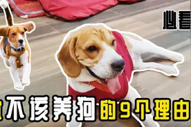 养狗狗要慎重！养狗专业告诉你这9点原因，看完你就明白了！视频封面