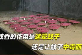蚊子是被蚊香熏晕的，还是直接中毒而亡，蚊香中究竟有什么？视频封面