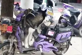 哈士奇趁主人不在，开始拆“电动车”，二哈：给主人一个惊喜！视频封面
