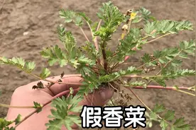 ”假香菜“是一种怎样的植物？好多人不知道，原来价值这么高视频封面