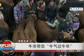直击湘西牛市交易 现场热闹非凡 养牛户年赚30万笑开颜 | 帮女郎视频封面