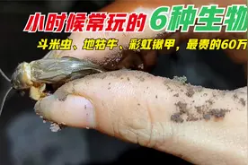 小时候常见的虫子，斗米虫、地牯牛、彩虹锹甲，我们错过了60万视频封面
