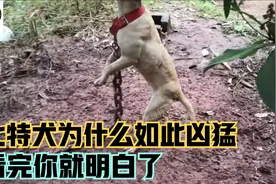 超强比特犬为什么如此强悍，看完它的日常训练你就明白了视频封面