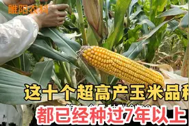 这十个超高产玉米品种，都已经种过7年以上，亩产最高1663公斤视频封面