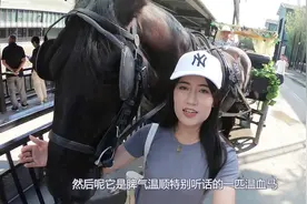 汗血宝马的表演看过吗？弼马温娜娜带你看台下功，护理工作不简单视频封面