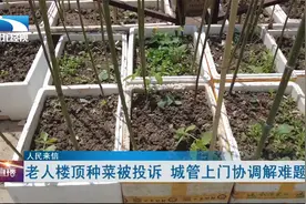 【人民来信】老人楼顶种菜被投诉 城管上门协调解难题视频封面