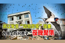 浙江出现上万只燕子，当地老人感到担忧，这是什么预兆？视频封面