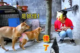 戴上面具就变成猫？女主人测试狗狗有啥反应？狗：妖怪！视频封面