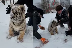 小老虎第1次看见雪！饲养员强行与它打雪仗：你等我长大再试试视频封面