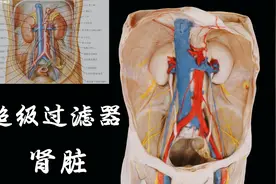 人体的超级过滤器-肾脏