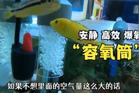 底滤鱼缸及过滤箱增氧新玩法，降低出水噪音提升溶氧效率视频封面