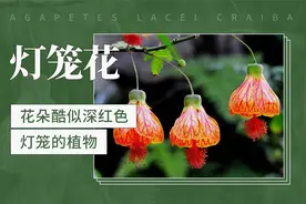 灯笼花：花朵酷似深红色灯笼的植物视频封面