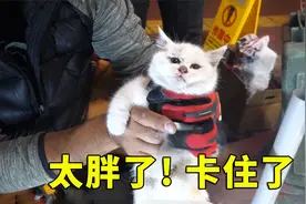 猫咪因太胖被卡墙缝出不来，急的喵喵直叫，幸得好心大叔出手相助视频封面