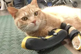 前腿残疾的流浪橘猫遇到好心人，不但有了假肢，还有了温暖的家视频封面