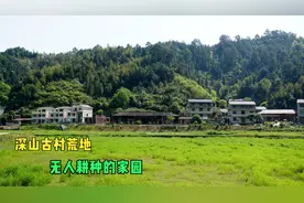 实拍江西偏僻小村，良田荒芜无人耕种，用来养鸡鸭放羊视频封面