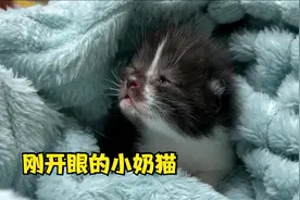 独苗小奶猫开眼啦！小眼珠子四处张望，充满好奇的眼神太呆萌了视频封面
