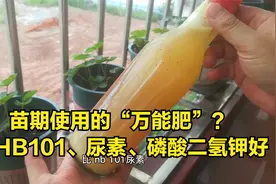 什么HB101、尿素、磷酸二氢钾都比不上？它才是苗期“万能肥”视频封面