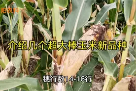果穗长都超过30厘米，这几个大棒型玉米新品种，最适合黄淮海种植