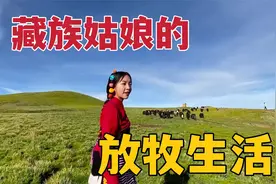 藏族姑娘草原放牧，百头牦牛满山觅食，自由自在你向往吗？视频封面