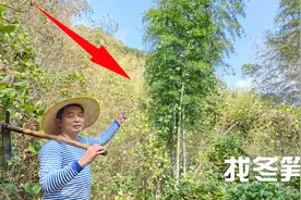 挖冬笋就找这种竹子，5步之内必长笋，看懂了都能成高手视频封面