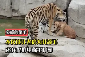 这绝对是豪横的金毛，不仅能让老虎为其舔毛，还在虎群中称王称霸视频封面