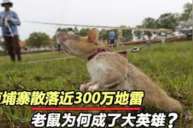柬埔寨300万地雷，为何老鼠成为了排雷英雄！我国为何不效仿？视频封面