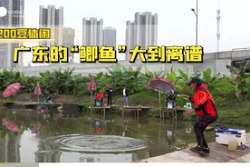 广东的“鲫鱼”大到能多离谱，动不动就是7-8斤一条视频封面