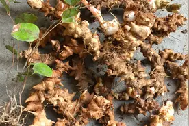 老农口中的“祛湿王”：外观普通，常被人们忽略，若您见到请珍惜视频封面
