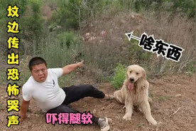 树林里传出哭声，吓得小伙腿发抖走不动路了，金毛在一旁直讽刺他视频封面