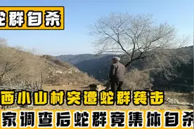 山西农村被蛇群袭击，又一夜间消失无踪，被发现时竟集体“自杀”
