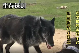 狼和狗的实力谁更强悍，大型灰狼袭击牧羊犬，狗的胜算能有几何？视频封面