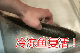 把活鱼放进冰箱冷冻起来，真还可以复活吗？为满足好奇心亲自尝试视频封面