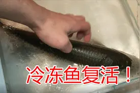 把活鱼放进冰箱冷冻起来，真还可以复活吗？为满足好奇心亲自尝试视频封面
