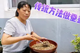 捂好的蚕豆酱如何腌制，朱嫂用最土方法制作，放太阳底下暴晒