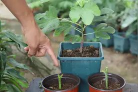 用无花果枝条做扦插有技巧，记住了，快速长根-长芽-长分枝视频封面