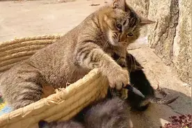 母猫的爱：强舔小奶猫，不让舔就生气，舔一舔就上头！视频封面