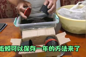 教你蚯蚓正确保存方法，食物温度湿度通风避光调节好可以保存一年视频封面