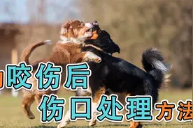 狗咬伤后伤口处理方法视频封面