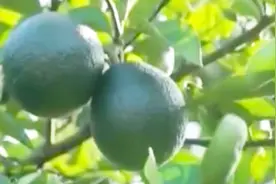 铁皮石斛摘下来就能吃，或是榨汁做成冷盘，主要是健胃还能降三高视频封面