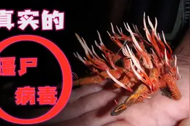 “僵尸病毒”！如果你被冬虫夏草寄生菌所感染？视频封面