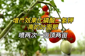 增产效果比磷酸二氢钾好的叶面肥，一季喷2次，一亩顶两亩收益高视频封面